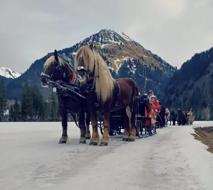 Noriker Deckhengst Tonio Vulkan XIV