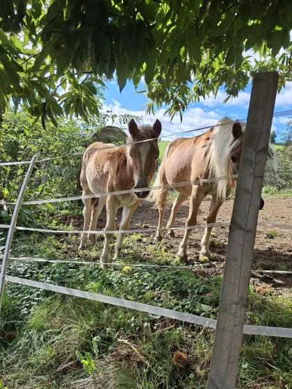 Haflingerstutfohlen abzugeben