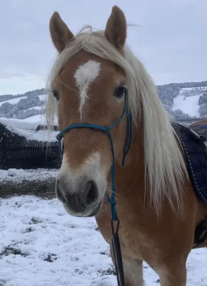 Haflinger Wallach zu verkaufen