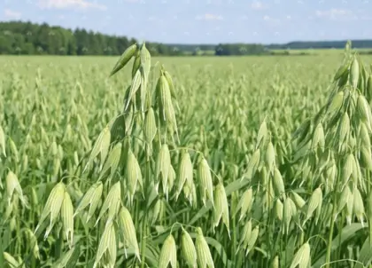 Organischer Flüssigdünger