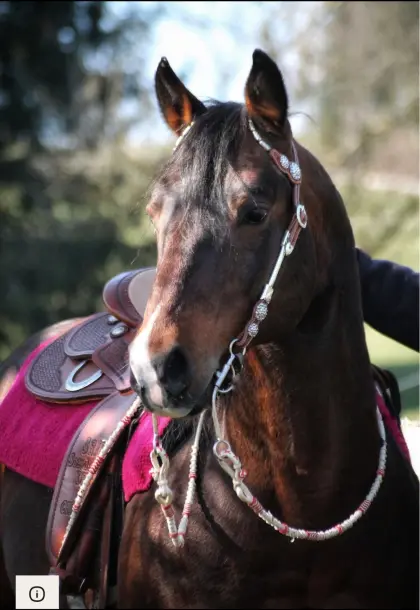 Quarter Horse Deckhengst