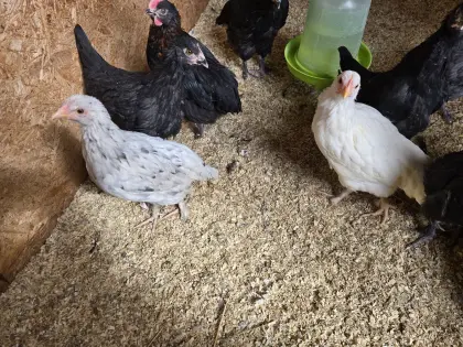 Olivleger Junghennen