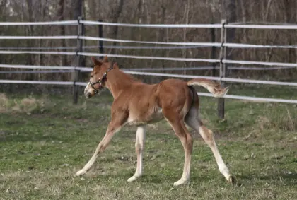 Quarter Horse Hengstfohlen zu verkaufen