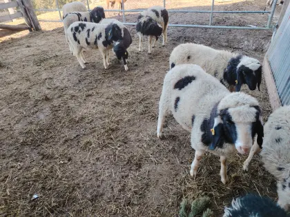 Schlachtlämmer abzugeben