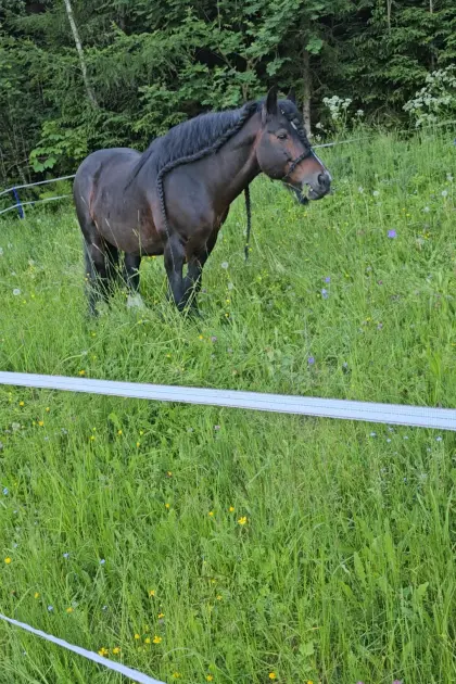 Gekörter Tinkerhengst