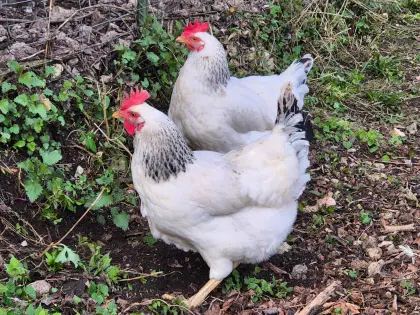 Sussex Hühner 9 Stk. nur bis 10. April zu haben!