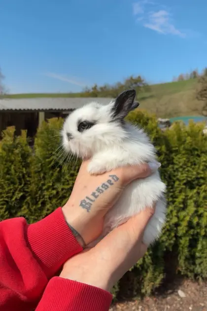 Löwenkopf Zwergkaninchen