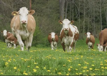 Suche Fleckvieh Kühe in Milch