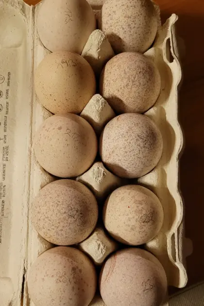 Putenbruteier abzugeben! Cröllwitzer x Bronzepute