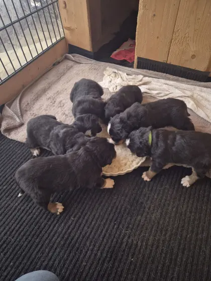 Berner Sennenhund Welpen