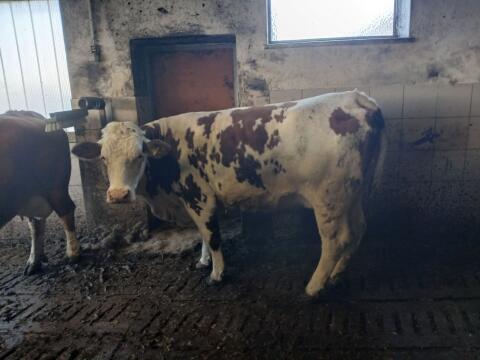 Fleckvieh Kuh in Milch 2. Laktation