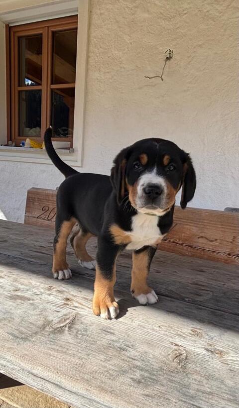 Große Schweizer Sennenhund Welpen
