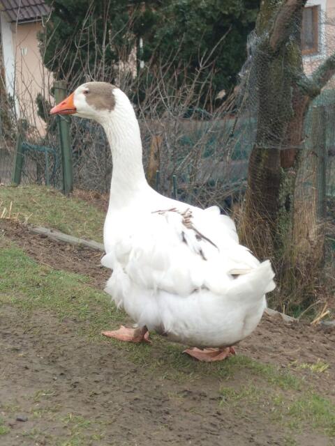 Gänse BE