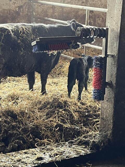 Bio-Aberdeen-Angus Stierkalb