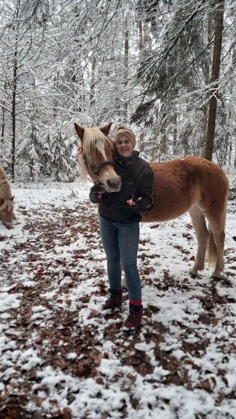 Haflinger