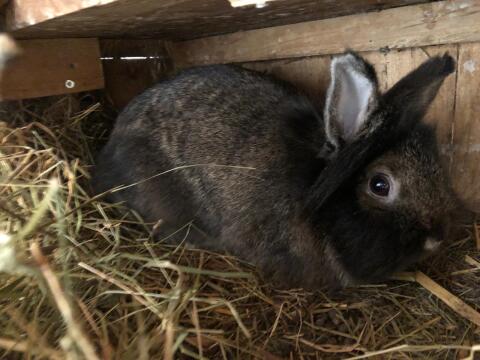 Zwergkaninchen Löwenkopf