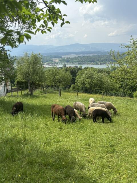 Jura Kreuzungslämmer