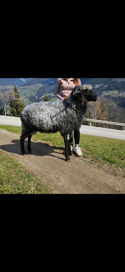 Steinschafzuchtwidder