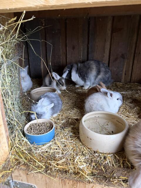 Zwergwidder Mädchen, Kaninchen weiblich