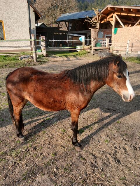 Ganz liebe Ponystute