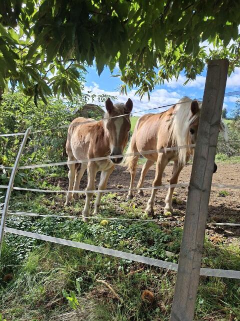 Haflingerstutfohlen abzugeben