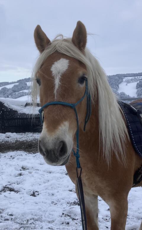 Haflinger Wallach zu verkaufen