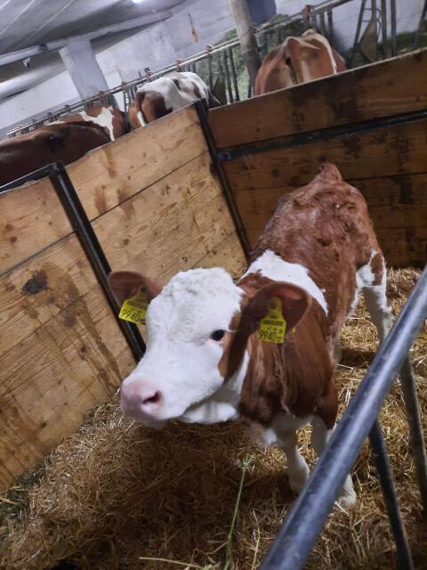 Verkaufe genetisch hornloses BIO FV-Zuchtkalb