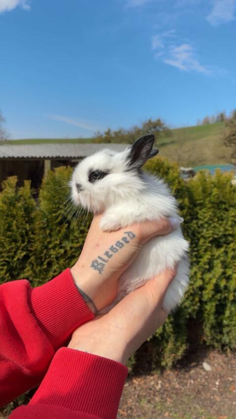 Löwenkopf Zwergkaninchen