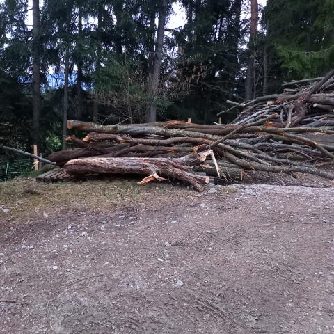 Baumstämme