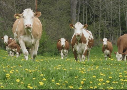 Suche Fleckvieh Kühe in Milch