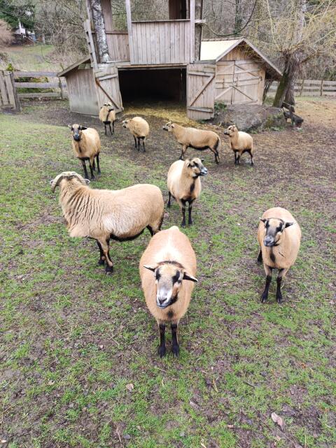 12 Kamerunschafe zu verkaufen