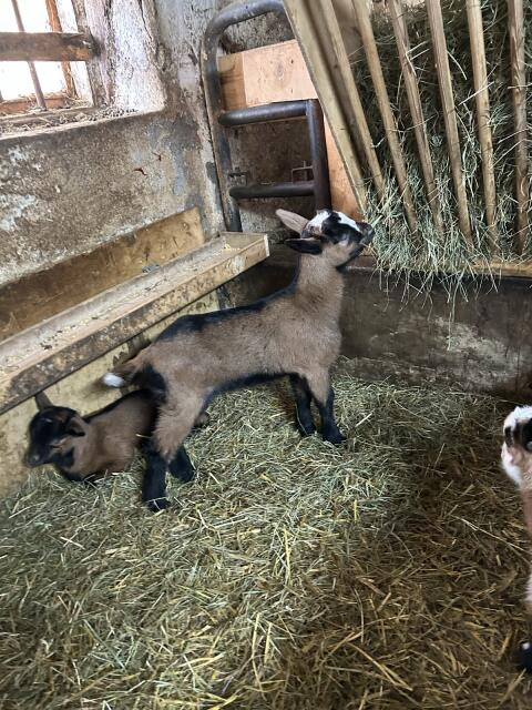 Ziegenböcke Bio zu verkaufen