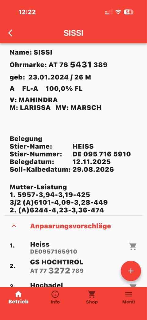 Schöne trächtige Fleckviehkalbinen zu verkaufen