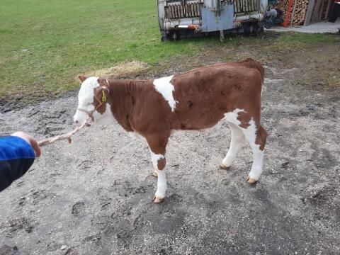 Hornloses BIO FV-Zuchkalb