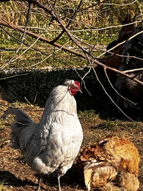 Lavender Araucana Hahn