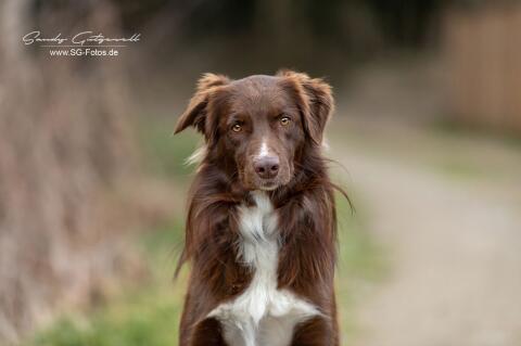 Australian Shepherd Rüde