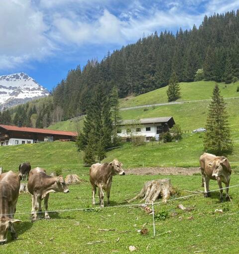 Verpachtung Lähner Alm