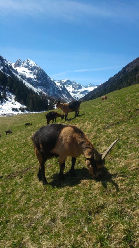 Passeier Goase mit HB zu verkaufen