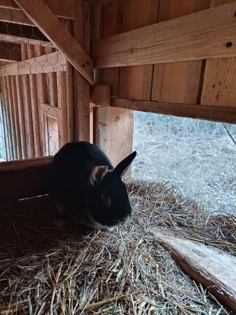 Zwergkaninchen