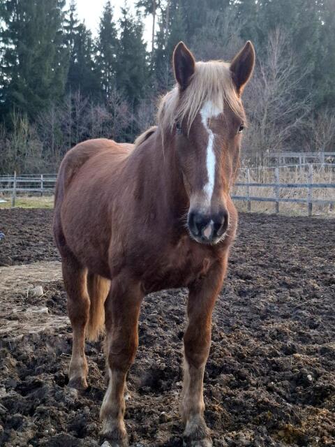 2-jährige Norikerstute zu verkaufen