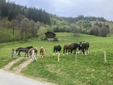 Pferdeweide