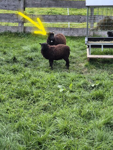 Ouessant, Quessant, Zwergschaf