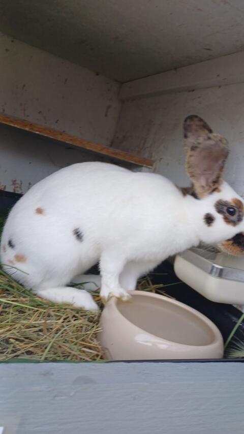 Kaninchen