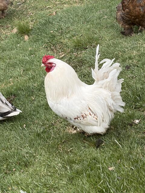 Brahma Hahn