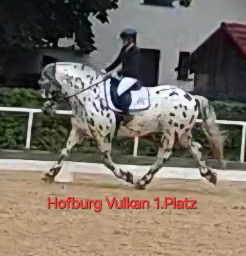 Deckhengst Hofburg Vulkan