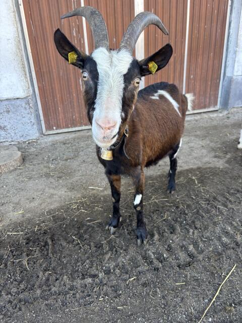Tauernschecken-Ziege