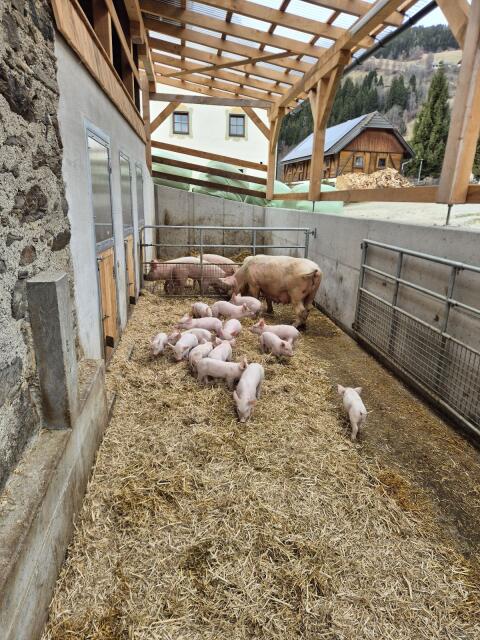 Mastferkel