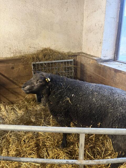 Blauer Texel Widder