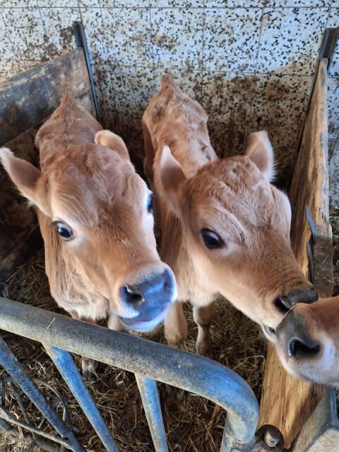 Jersey Kalb