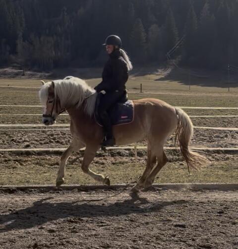 Sportliche Haflinger Stute